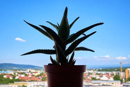 Planter un aloe vera