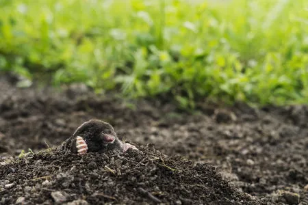 Les anti taupes pour lutter contre les taupes dans votre jardin
